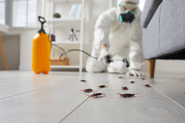 Commercial Kitchen Cockroach Control in Gorman
